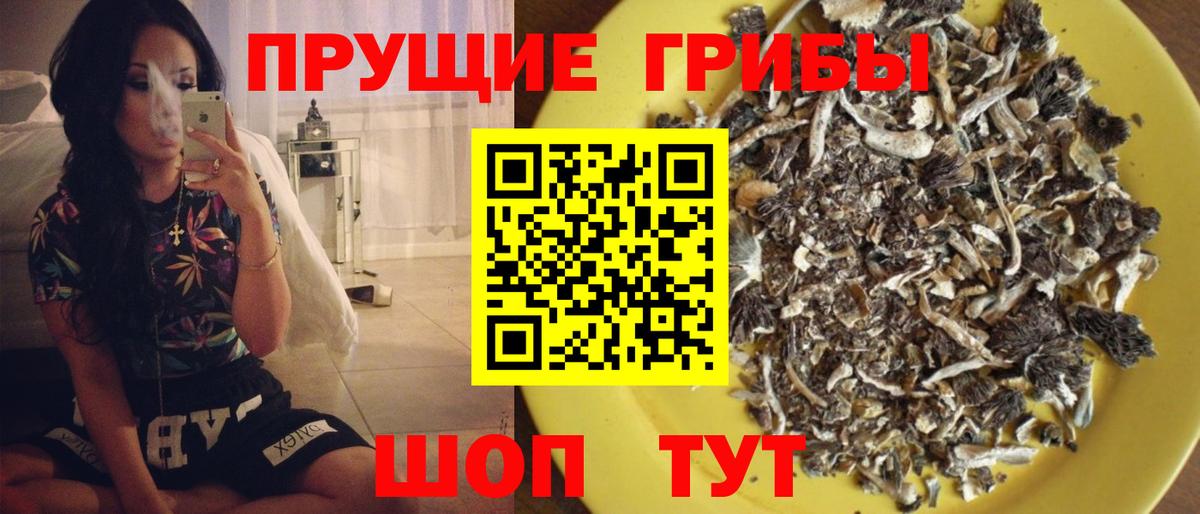 Псилоцибиновые грибы Psilocybe Котельники